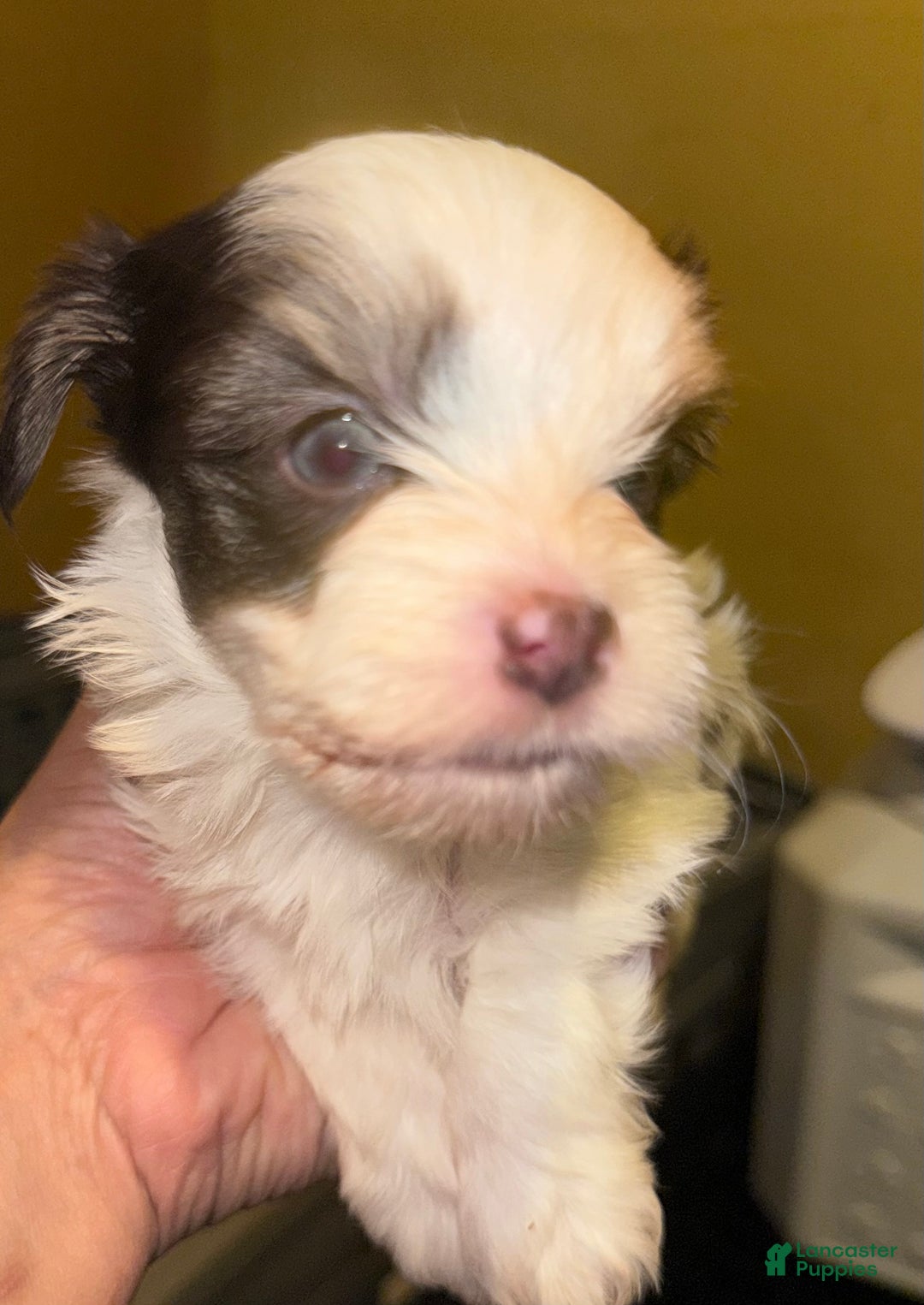 Yorkshire Terrier dogs for sale: Nova - Ad 4