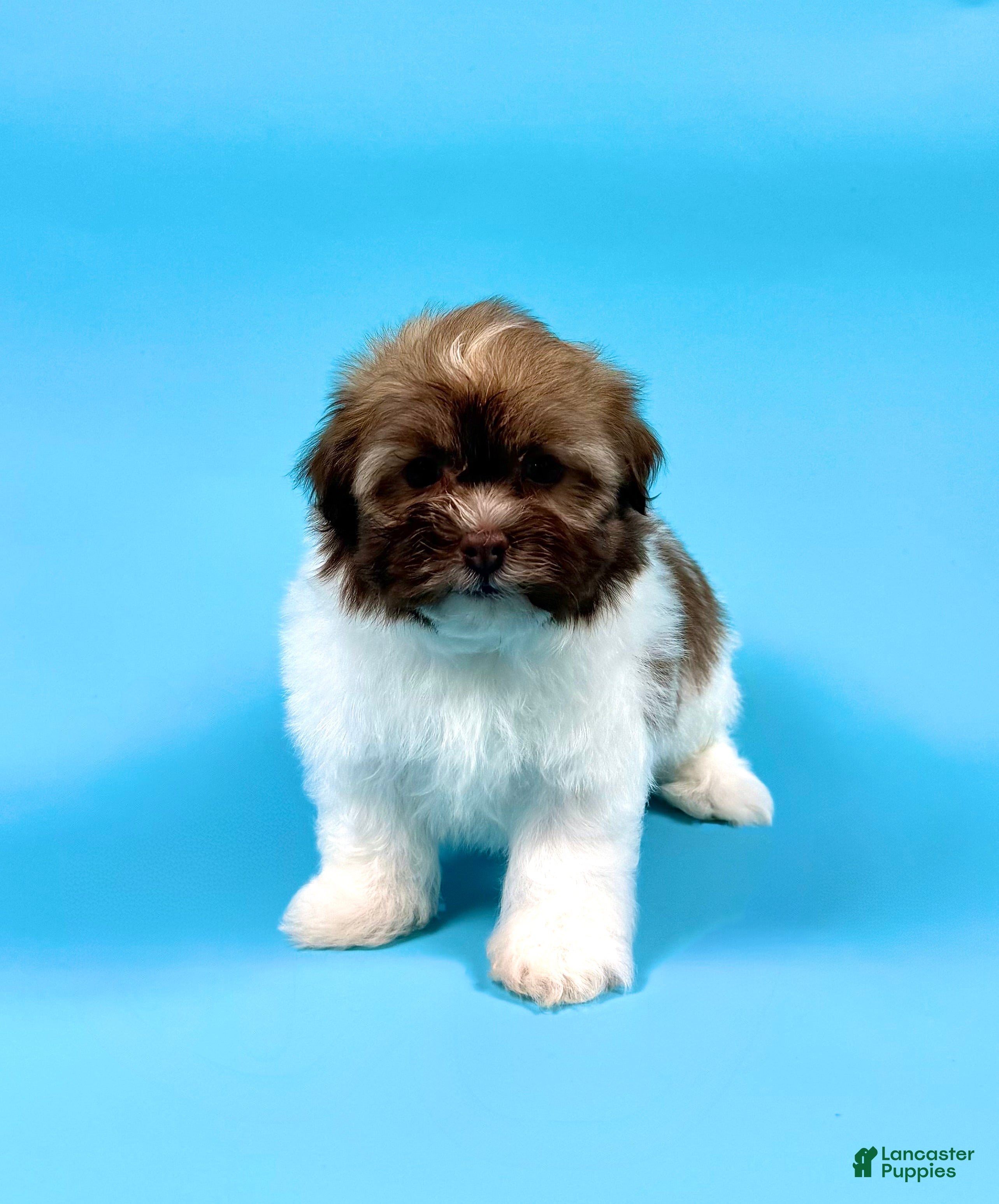 Havanese dogs YALE - Ad 1