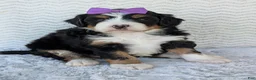 Mini Bernedoodle dogs for sale: Mini Bobbin  - Ad 8