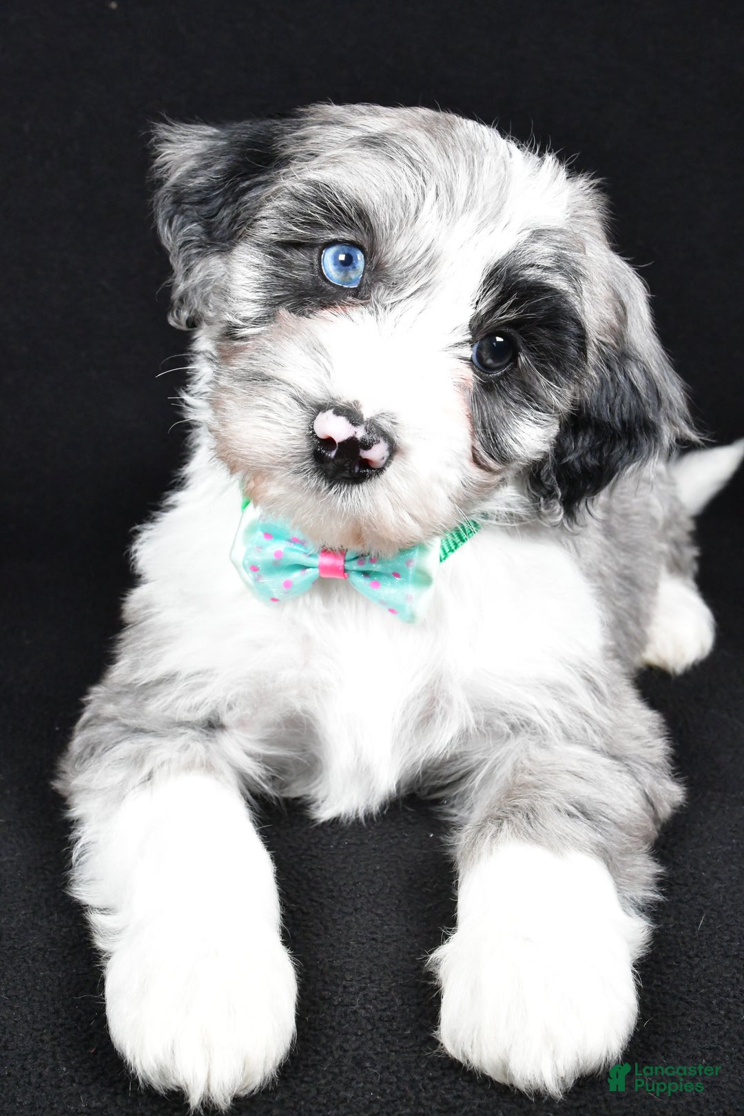 Sheepadoodle dogs for sale: Chase - Ad 2