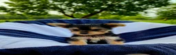 Yorkshire Terrier dogs for sale: Donald - Ad 12