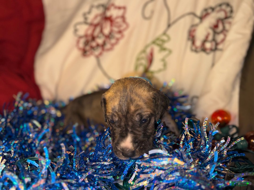 Great Dane dogs for sale: Mark - Ad 5