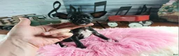 Chihuahua dogs for sale: Vanillas black girl. Hand Delivery  - Ad 5