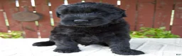 Giant Schnauzer dogs for sale: Theodore - Ad 4