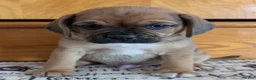 Puggle dogs for sale: Kenny  - Ad 7
