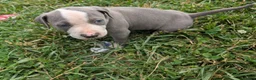 American Pit Bull Terrier dogs for sale: American Pit Bull Terrier Puppy 8 - Ad 3