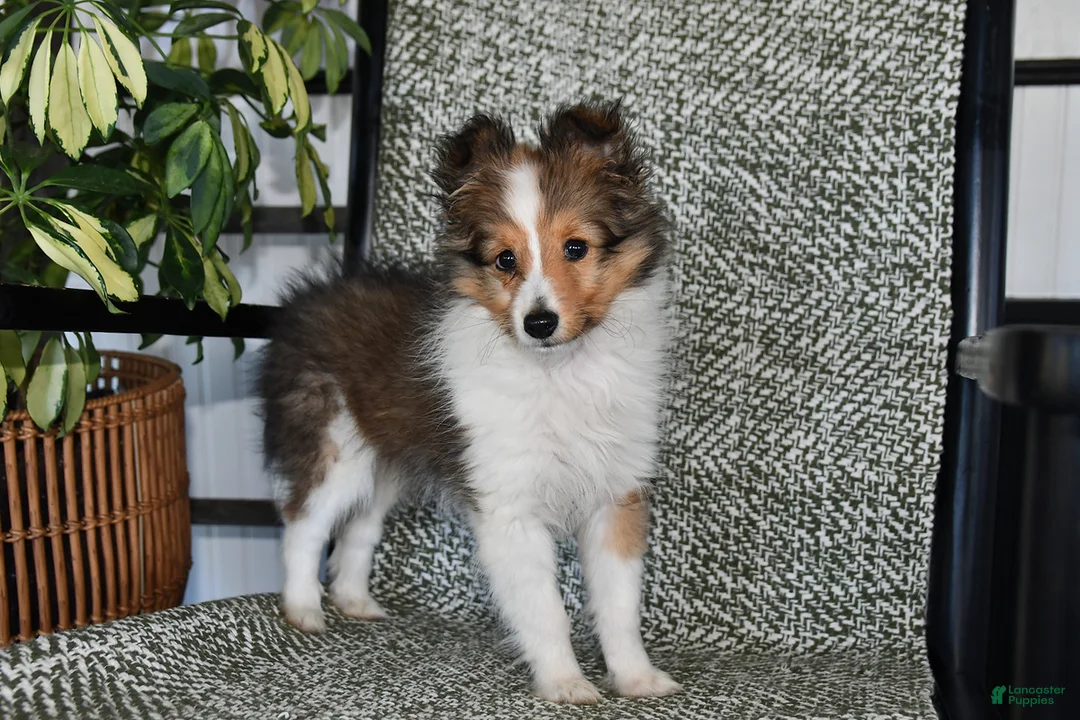 Gallery Image {{count}}