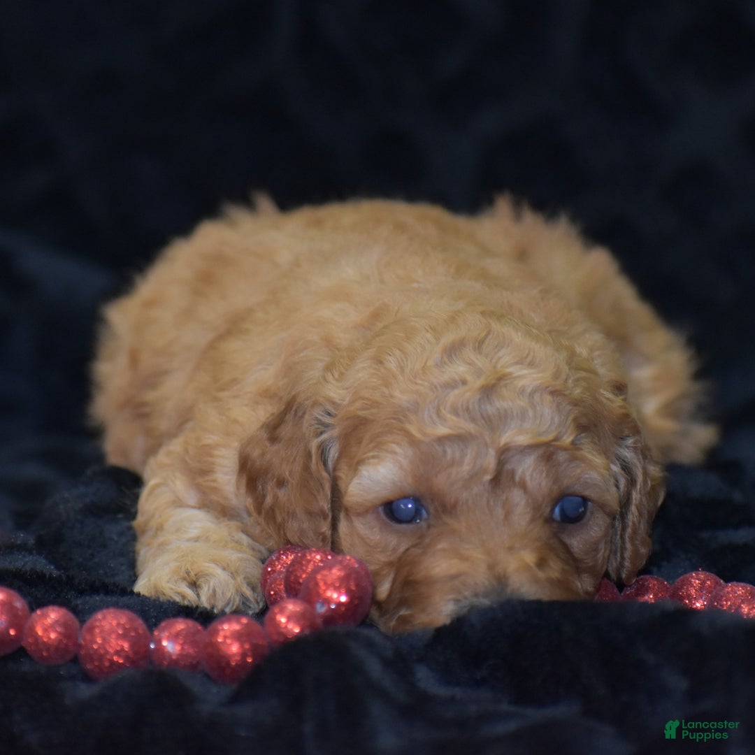Mini Goldendoodle dogs for sale: Glaze - Ad 9