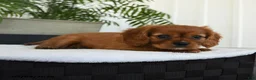 Cavalier King Charles Spaniel dogs for sale: Halo - Ad 5