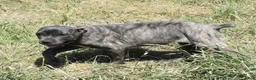 Cane Corso dogs for sale: Brenda - Ad 3