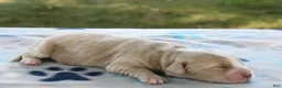 Mini Goldendoodle dogs for sale: Victor - Ad 6