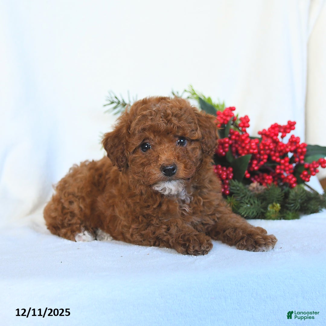 Toy Poodle dogs for sale: Vicky - Ad 4