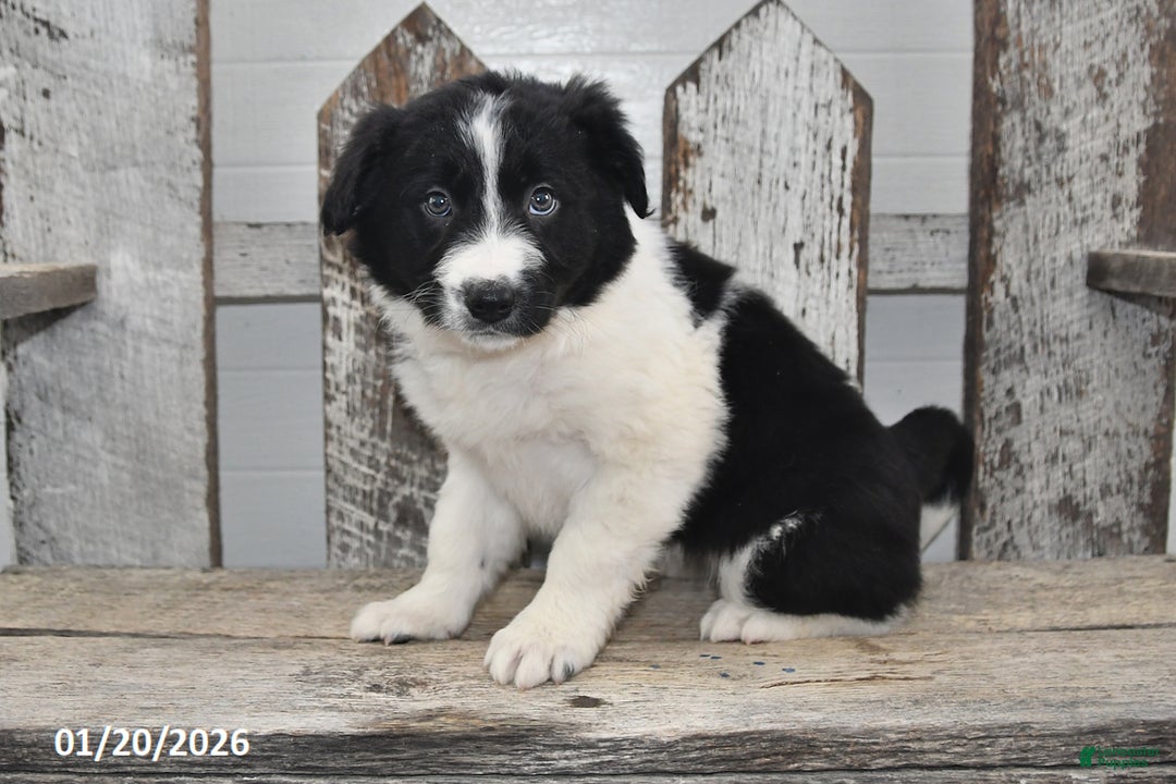 Border Collie dogs for sale: Holly - Ad 2