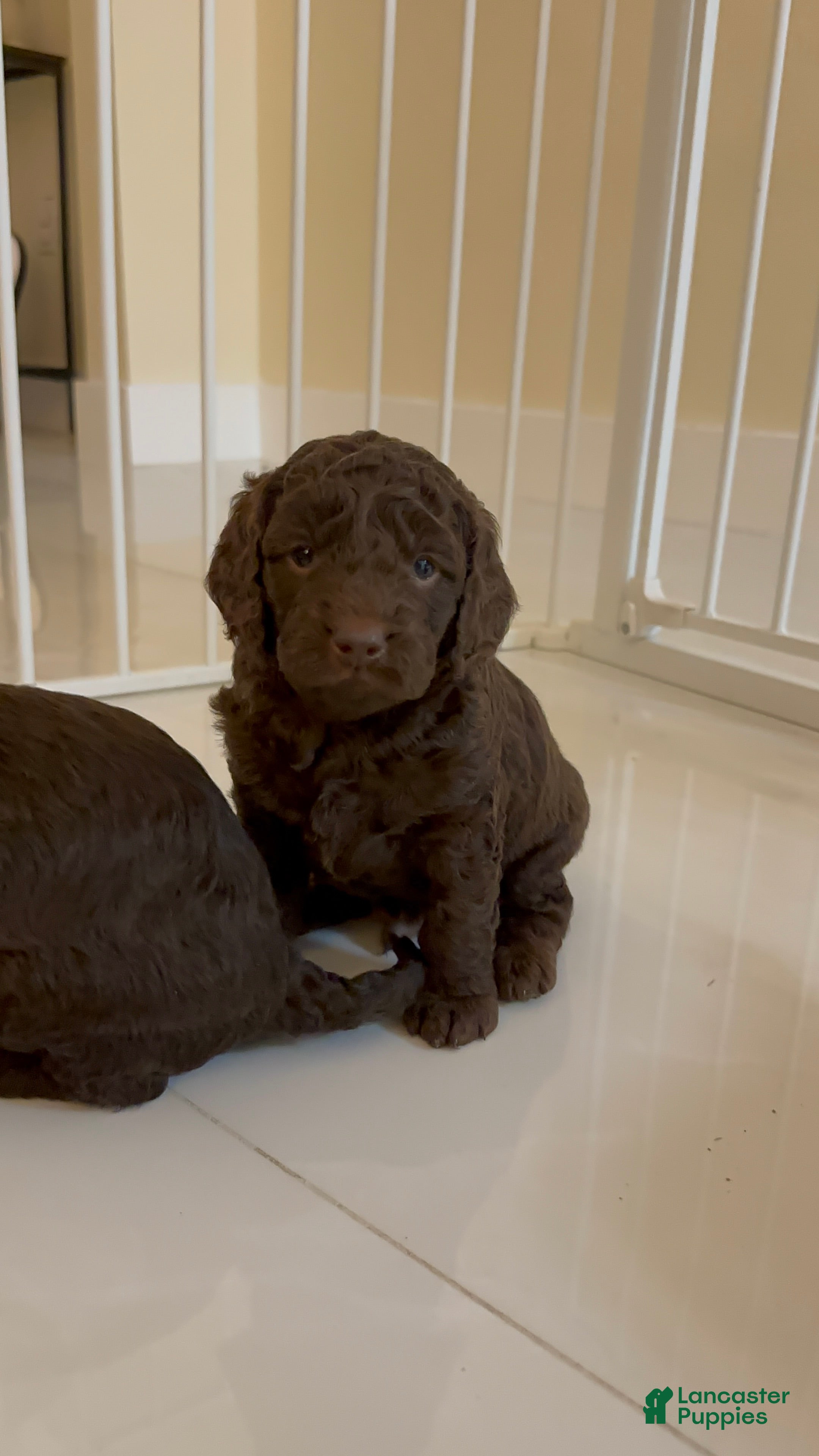 Mini Goldendoodle dogs Ferrero - Ad 17