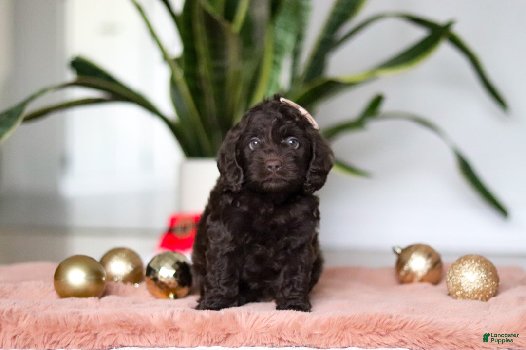 Cockapoo dogs for sale: Holly - Ad 1