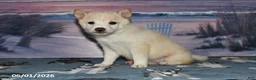 Shiba Inu dogs for sale: Lexi - Ad 4