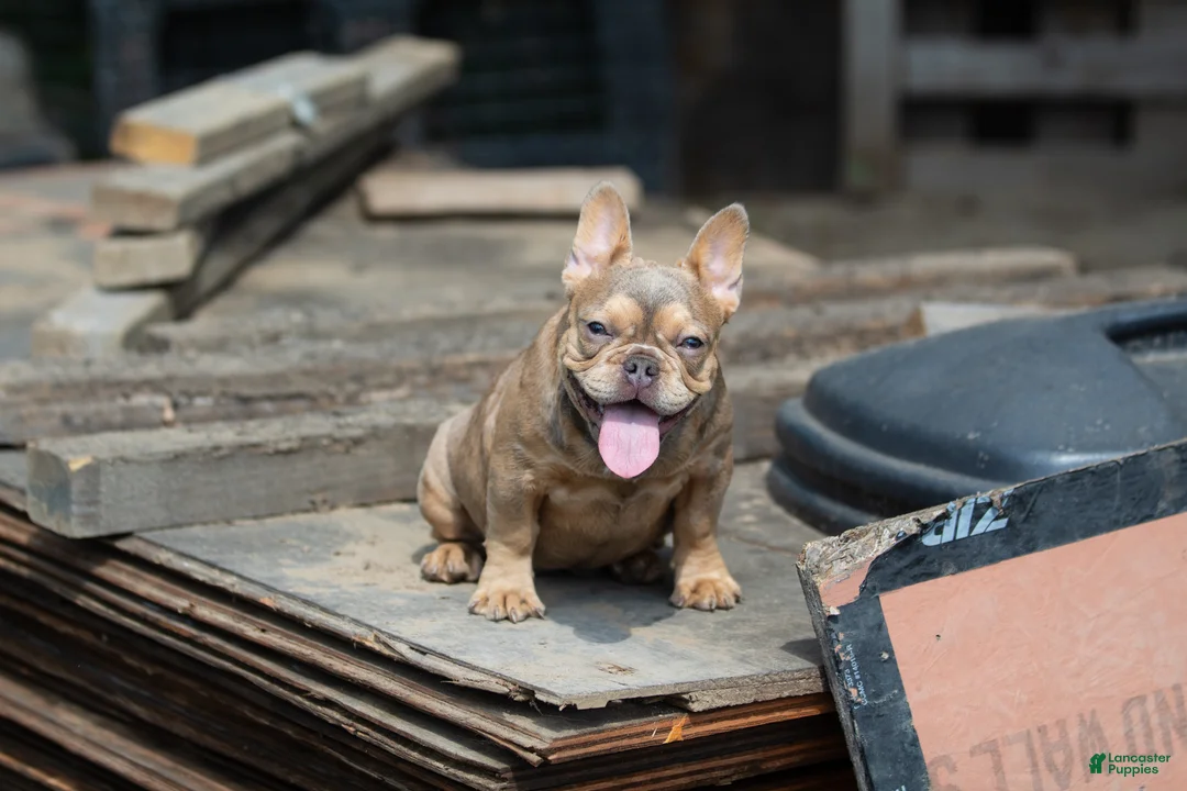 French Bulldog dogs for sale: French Bulldog 1 - Ad 2