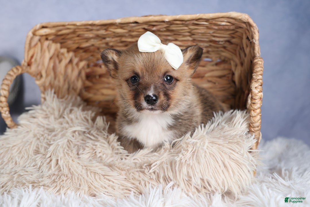 Welsh Corgi Pembroke dogs for sale: LITTLE CHIEF - Ad 8