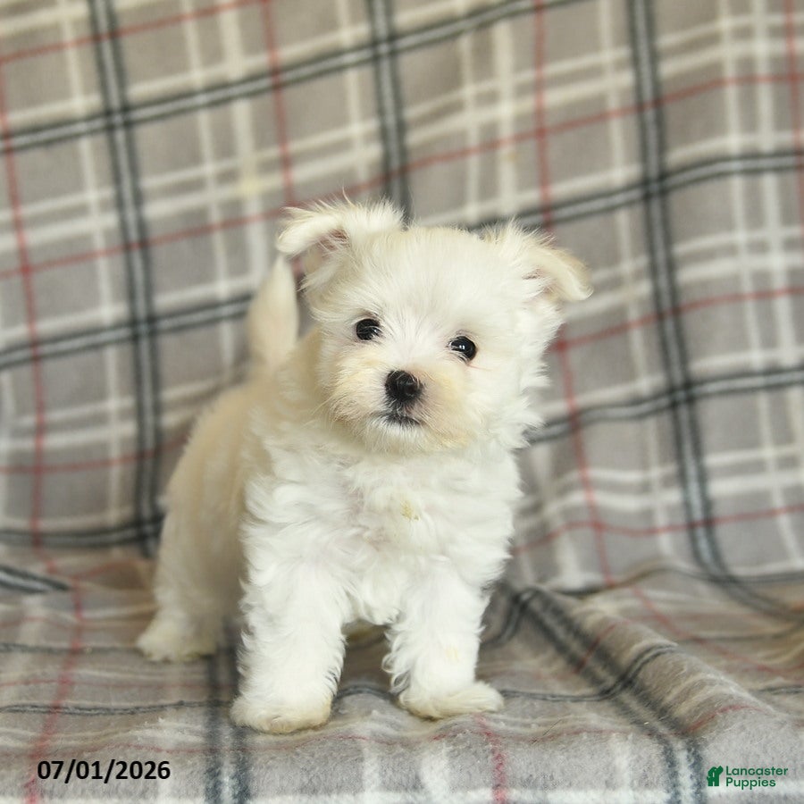 Maltese dogs Rover  - Ad 1