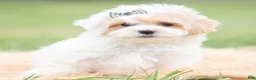 Maltipoo dogs for sale: Roly Poly - Ad 2