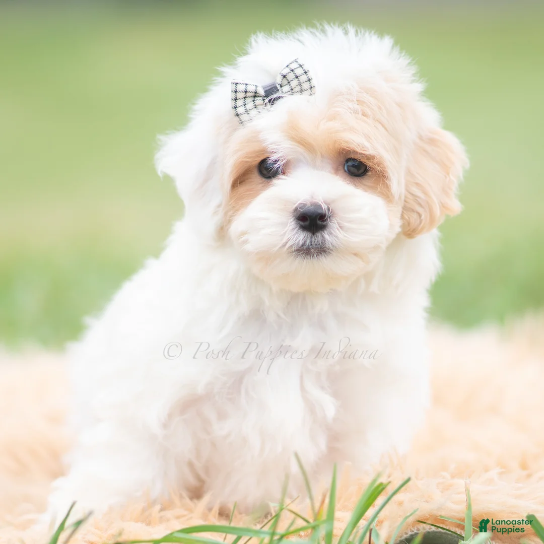 Maltipoo dogs for sale: Roly Poly - Ad 2