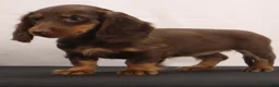 Dachshund dogs for sale: liz - Ad 3
