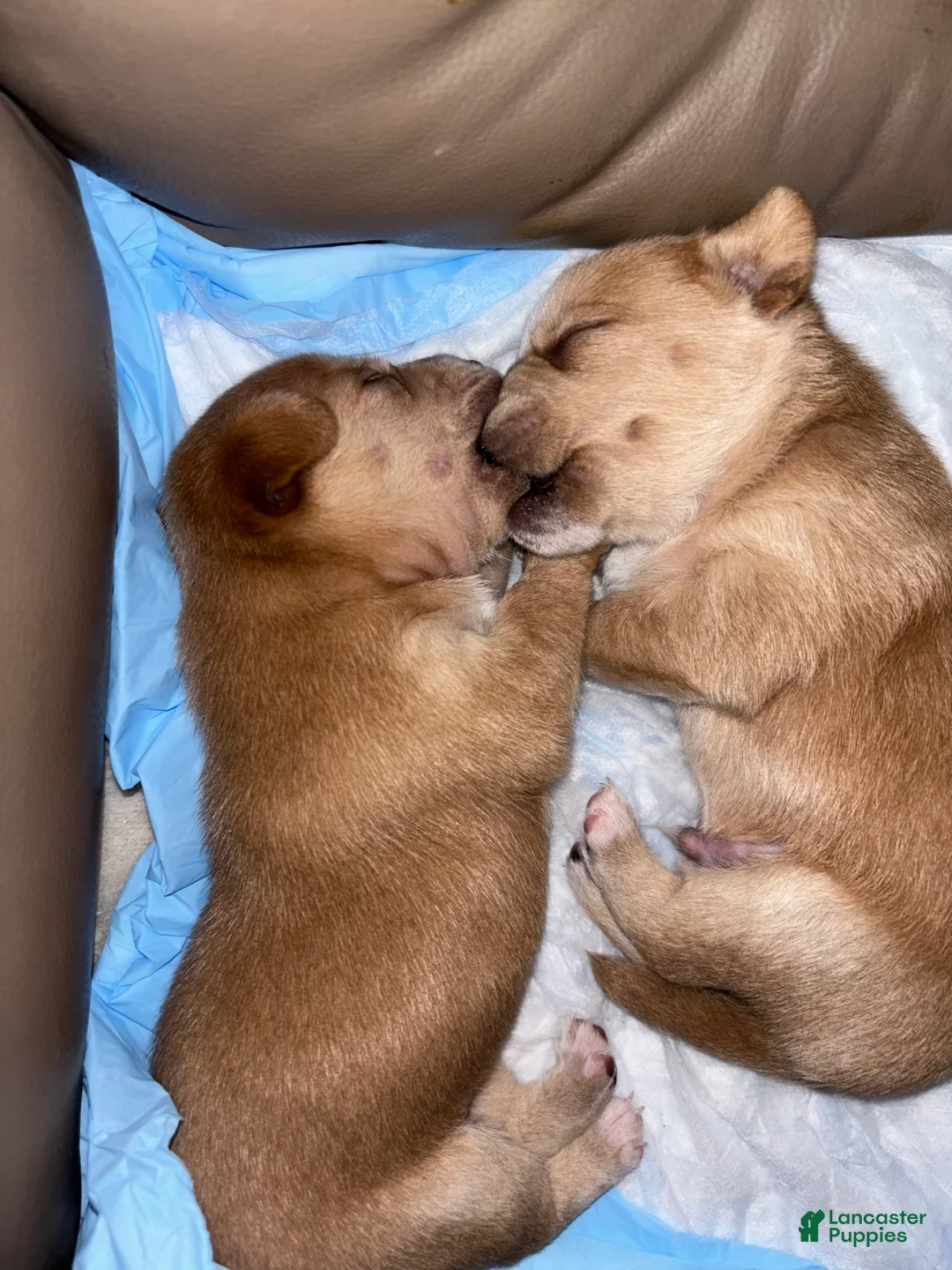 Mixed Breed dogs for sale: Chloe - Ad 2
