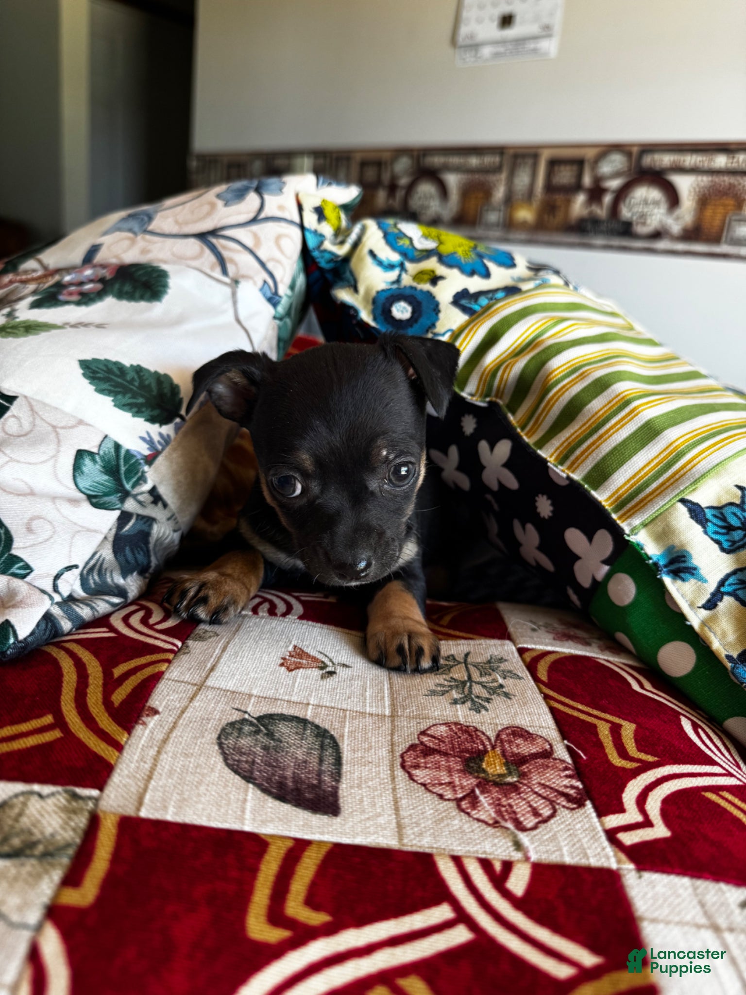 Chihuahua dogs for sale: Chihuahua Puppy 3 - Ad 1