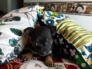 Chihuahua dogs Chihuahua Puppy 3 - Ad 33