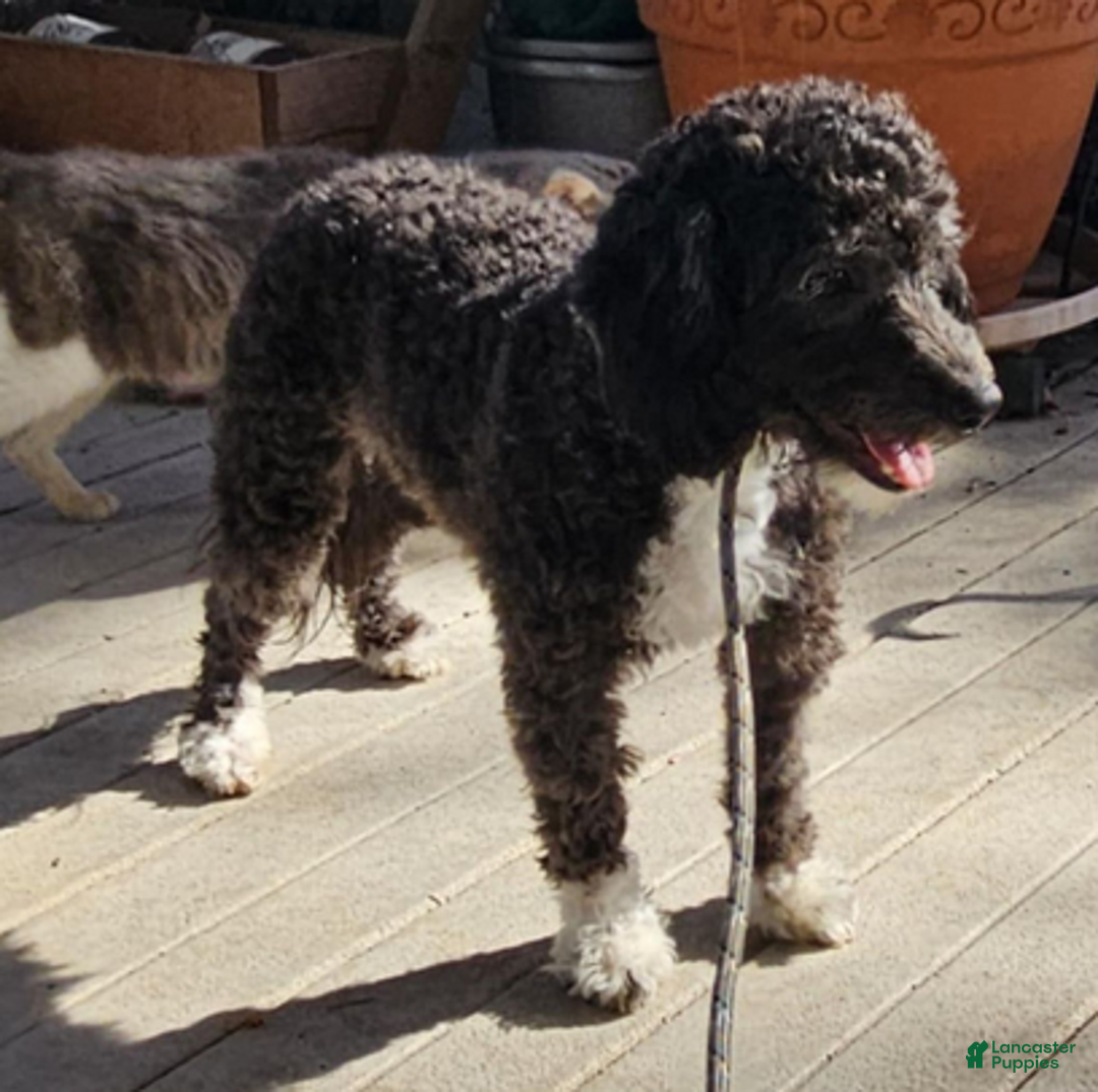 Aussiedoodle dogs for sale: Violet - Ad 2