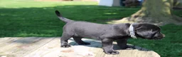 Labrador Retriever dogs for sale: Randy - Ad 5