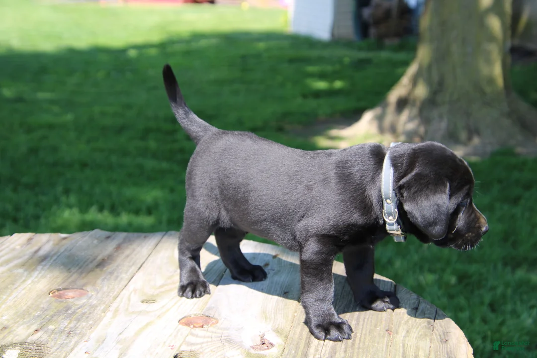 Labrador Retriever dogs for sale: Randy - Ad 5