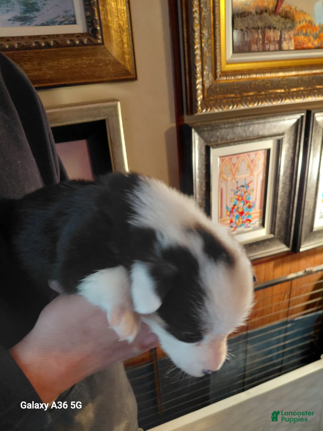 Welsh Corgi Pembroke dogs for sale: Picasso - Ad 6