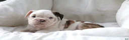 English Bulldog dogs for sale: Maestro - Ad 6