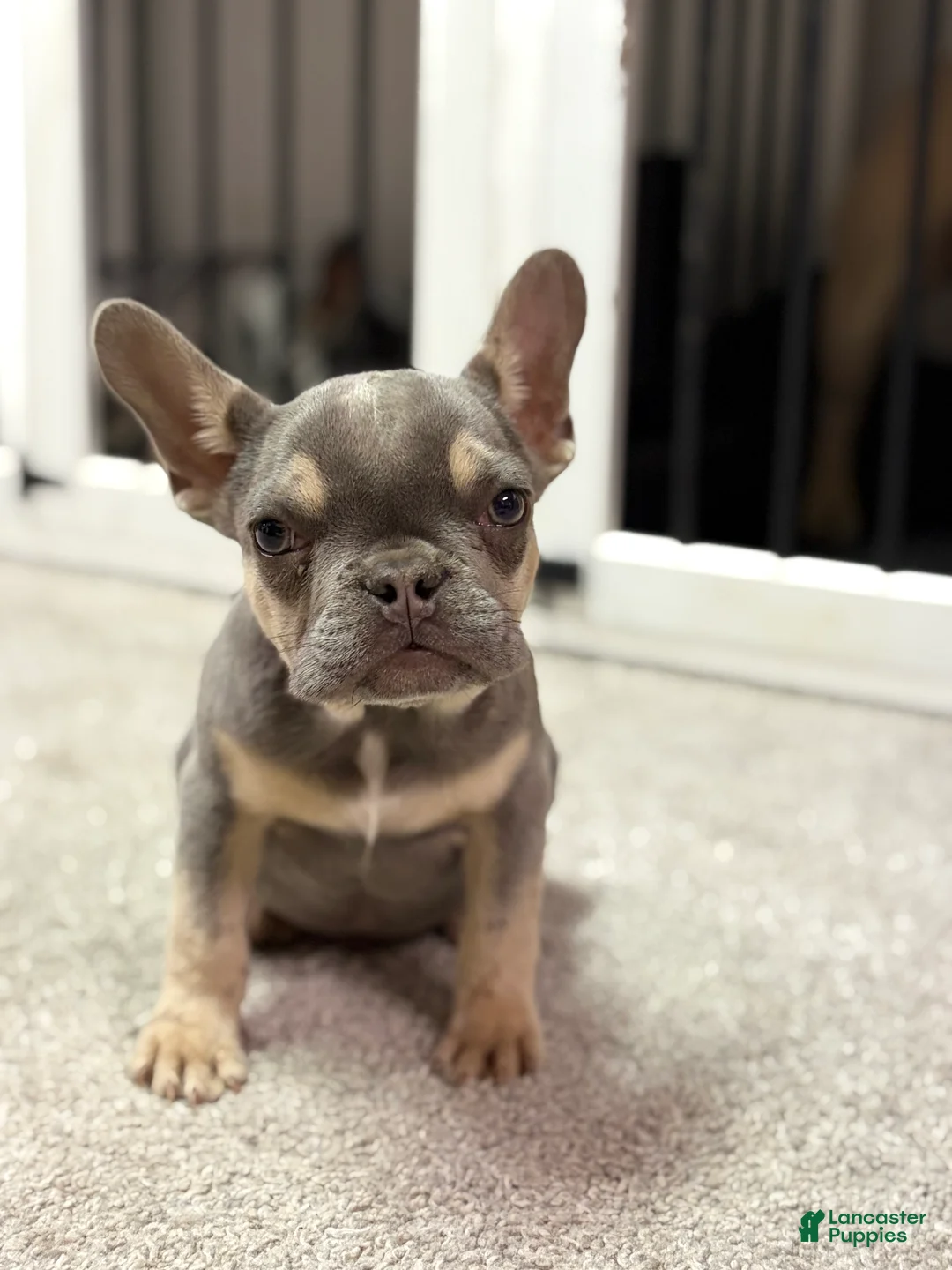 French Bulldog dogs for sale: Tyson - Ad 1