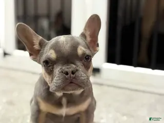 French Bulldog dogs for sale: Tyson - Ad 2