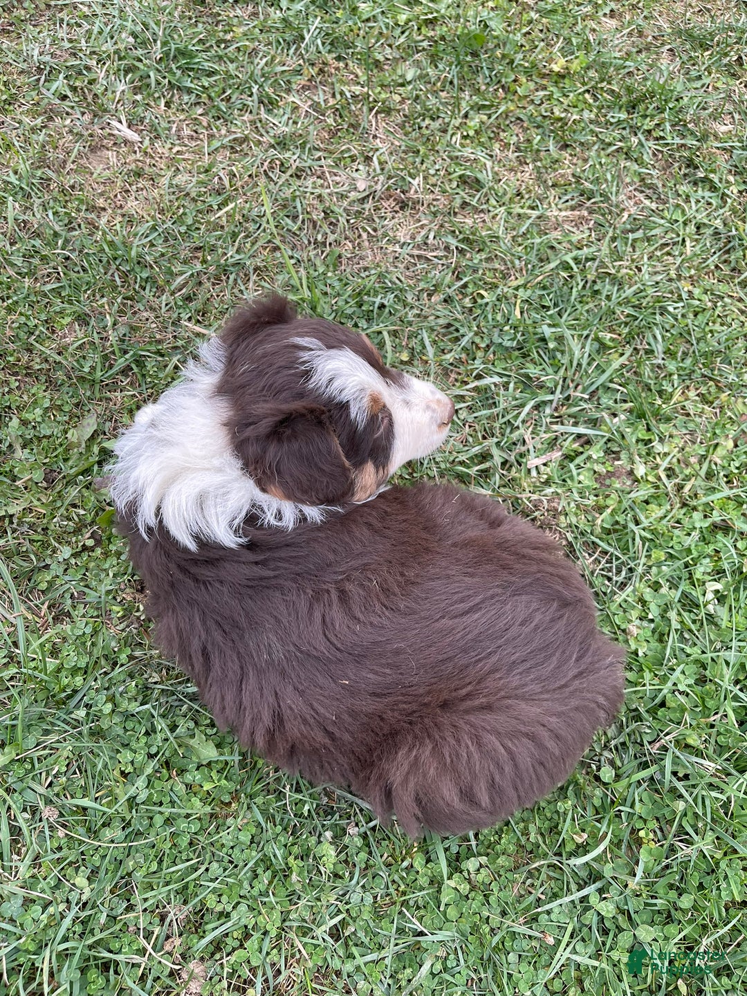 Australian Shepherd dogs for sale: Callie - Ad 11