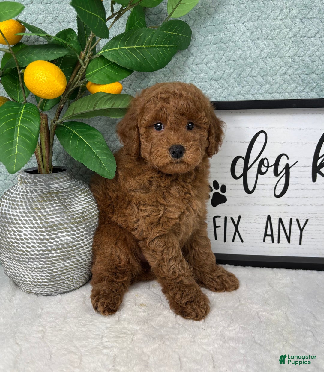 Mini Goldendoodle dogs for sale: Graham - Ad 3