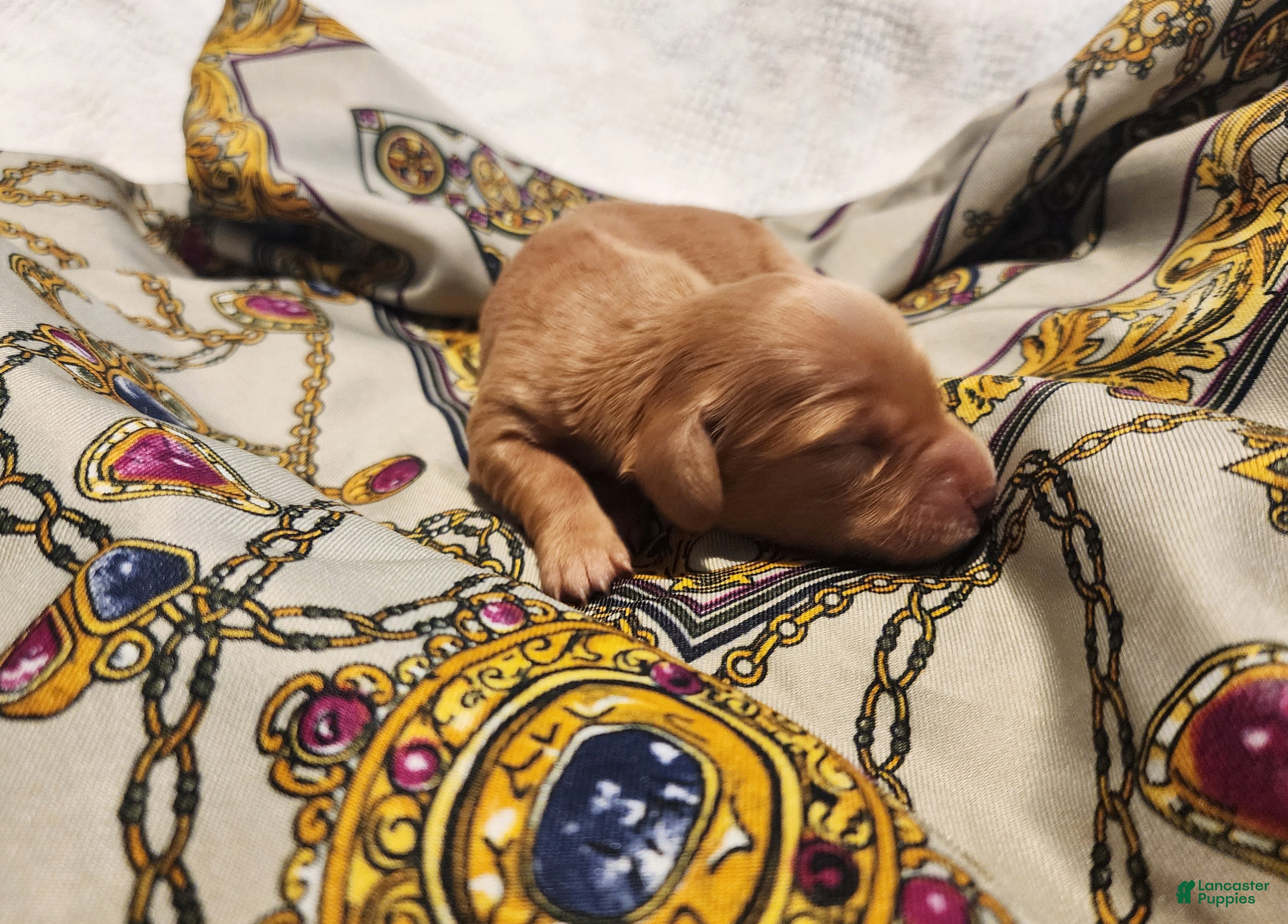 Miniature Dachshund dogs Honey  - Ad 31