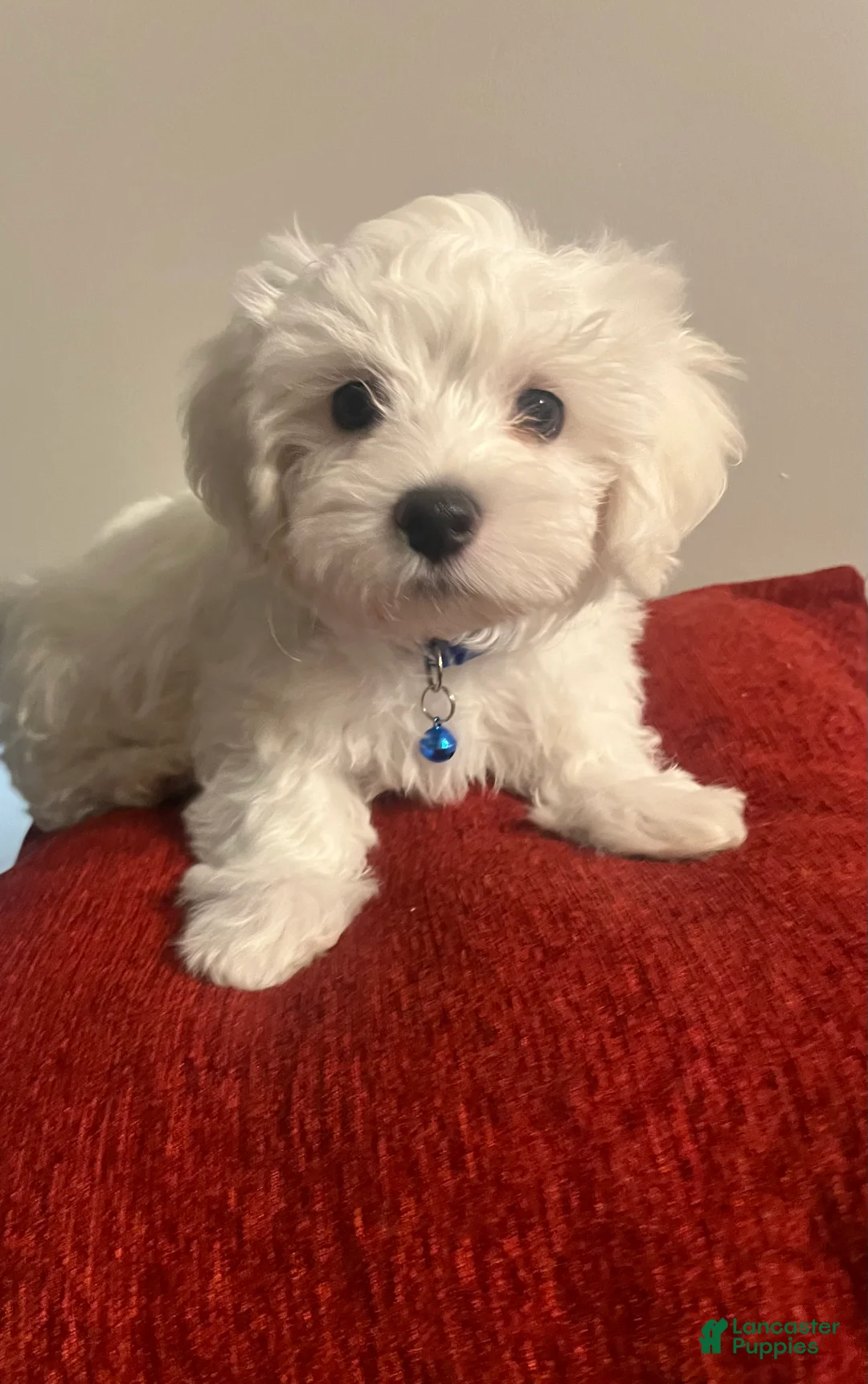 Mixed Breed dogs for sale: Mixed Breed Puppy 1 Cotton  - Ad 5