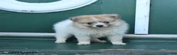 Pomeranian dogs for sale: Dixie - Ad 4