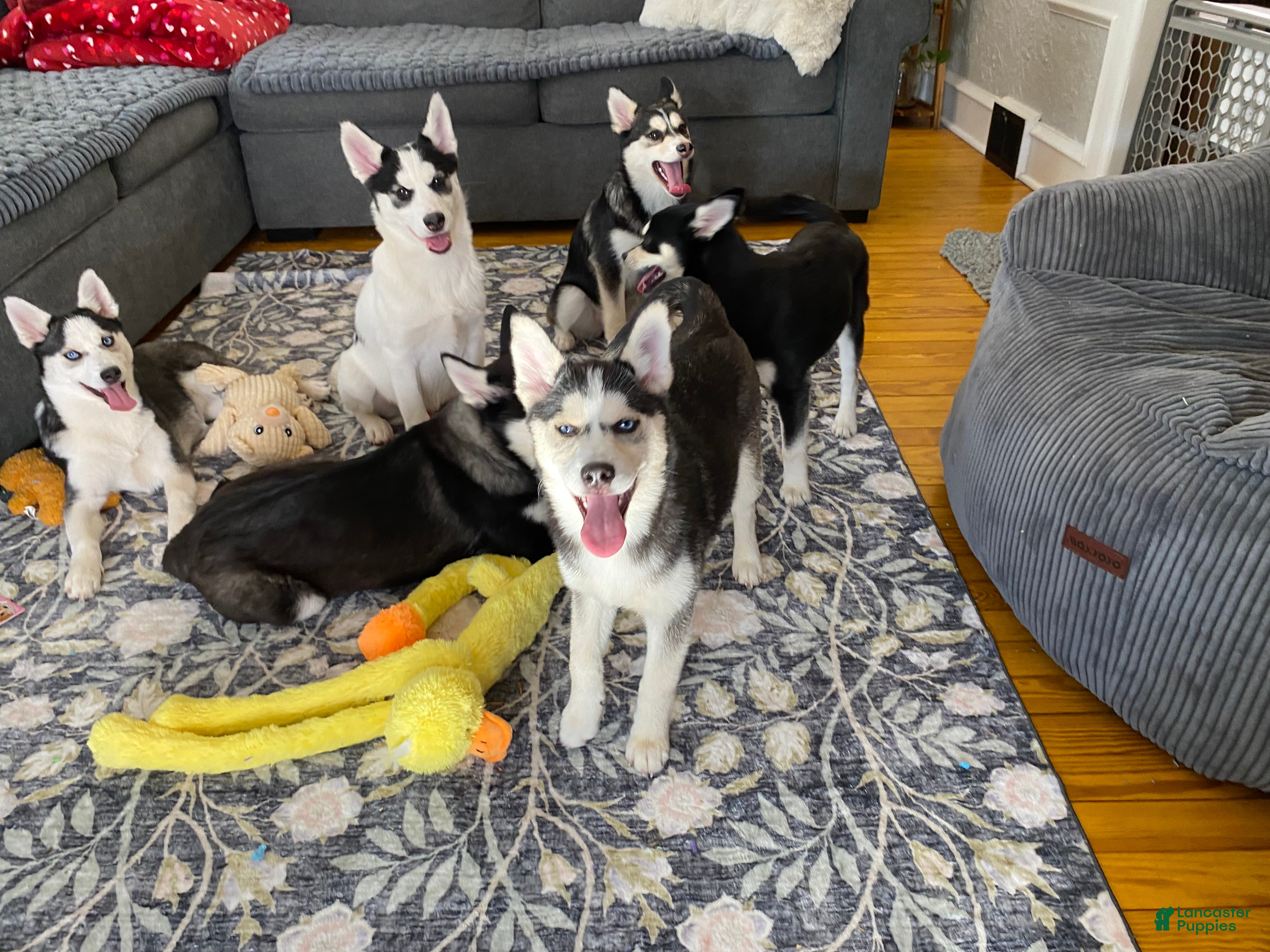 Pomsky dogs Togo  - Ad 2