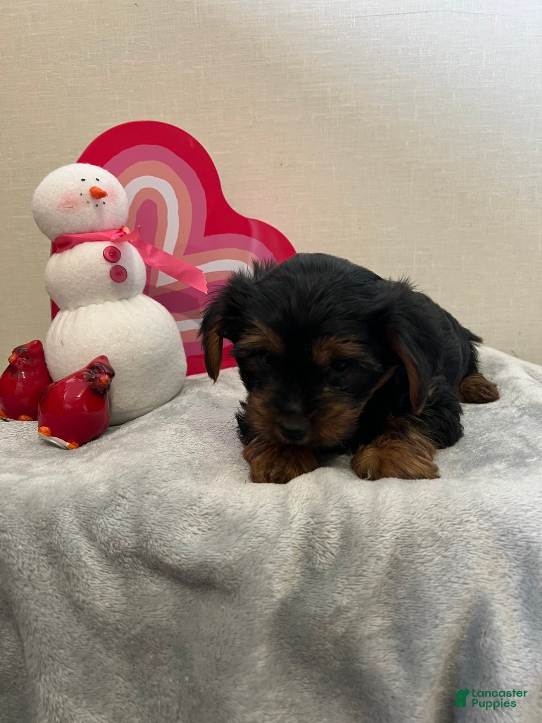 Yorkshire Terrier dogs for sale: Liam - Ad 8
