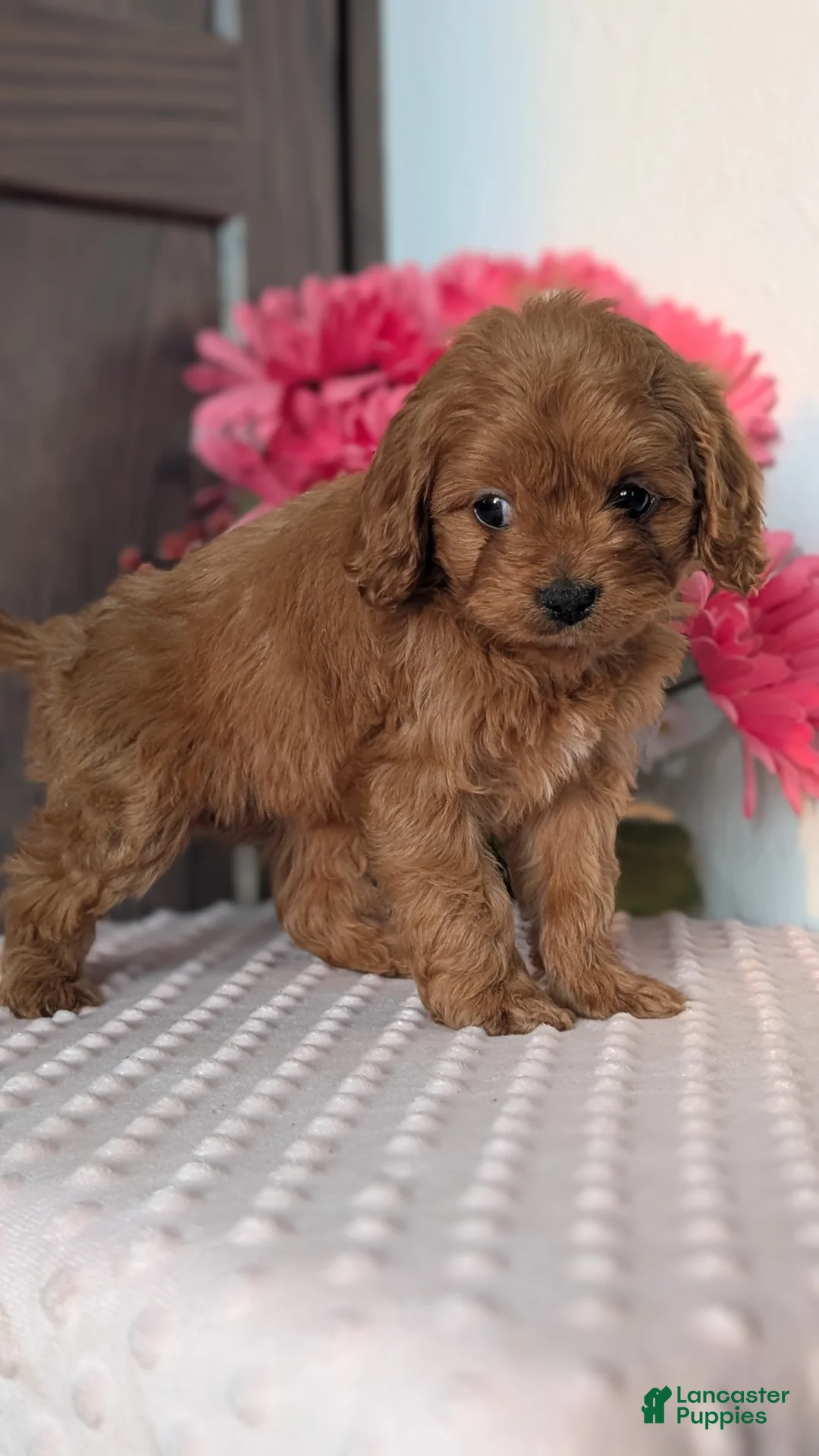 Cavapoo dogs for sale: Talia - Ad 7