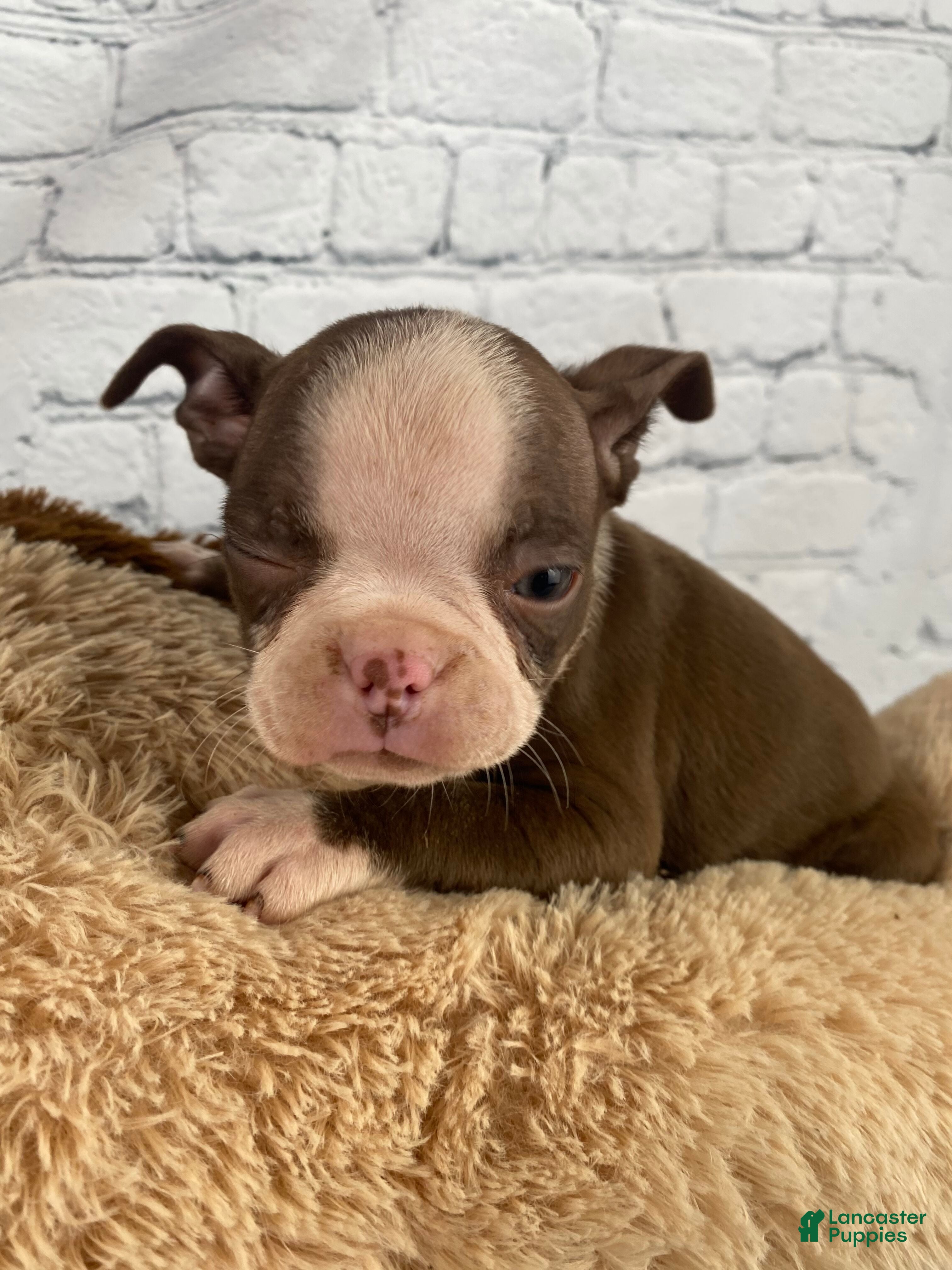 Boston Terrier dogs Chloe - Ad 1