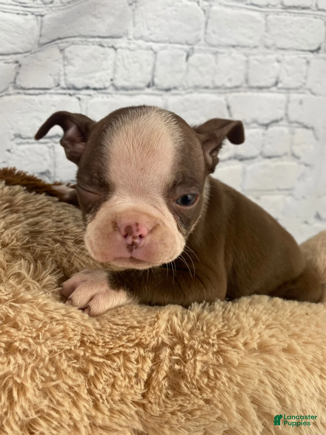 Boston Terrier dogs for sale: Chloe - Ad 1