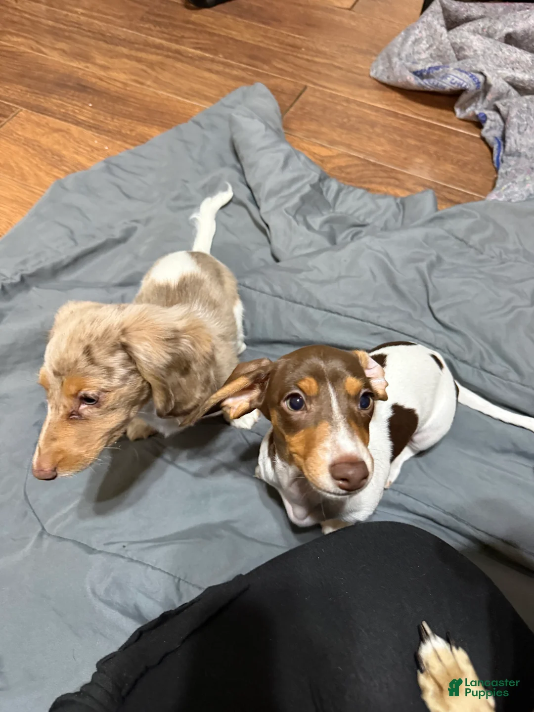 Dachshund dogs for sale: Dachshund Puppy 2 - Ad 5