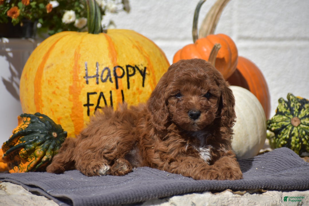 Toy Poodle dogs for sale: Taylor - Ad 11