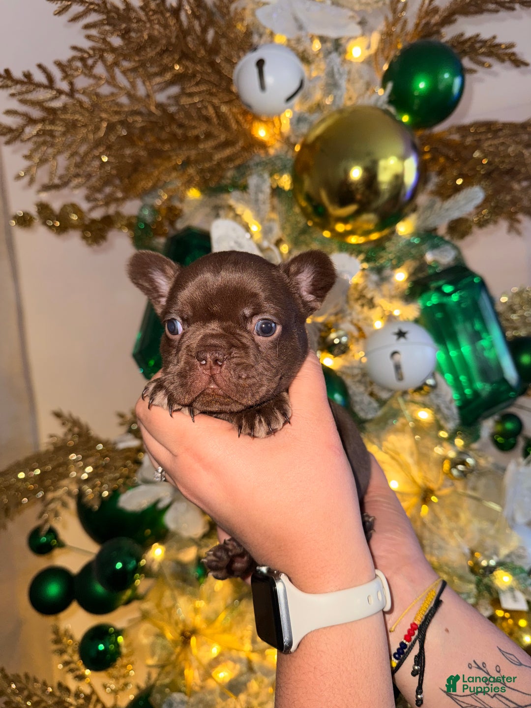 French Bulldog dogs for sale: French Bulldog Puppy 3 - Ad 1