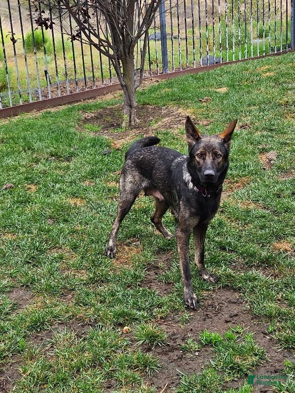 German Shepherd dogs German Shepherd Puppy 2 - Ad 2